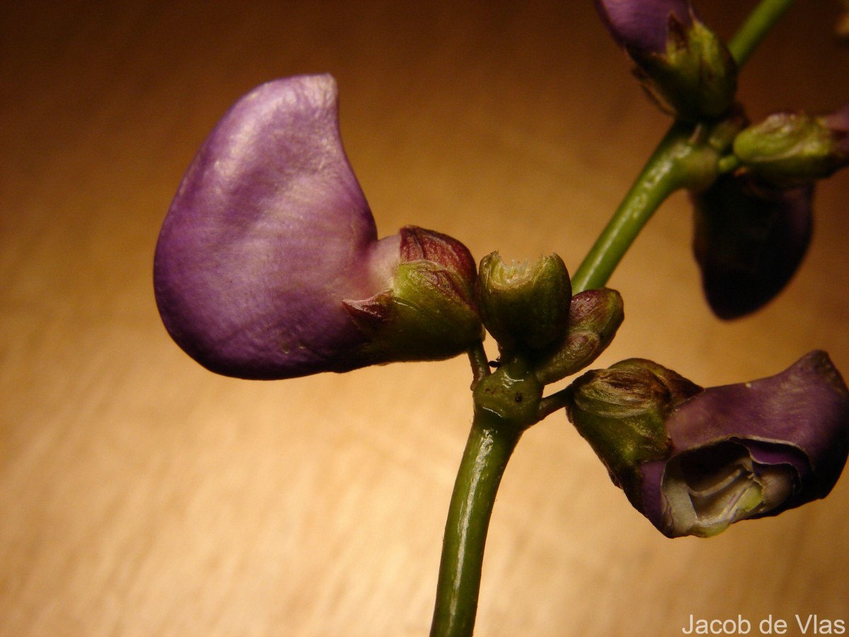 Lablab purpureus (L.) Sweet